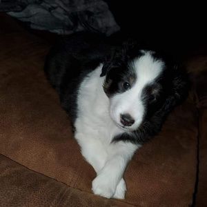 Meet your Posher, Martha